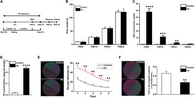 Maternal Lead Exposure Impairs Offspring Learning and Memory via Decreased GLUT4 Membrane Translocation